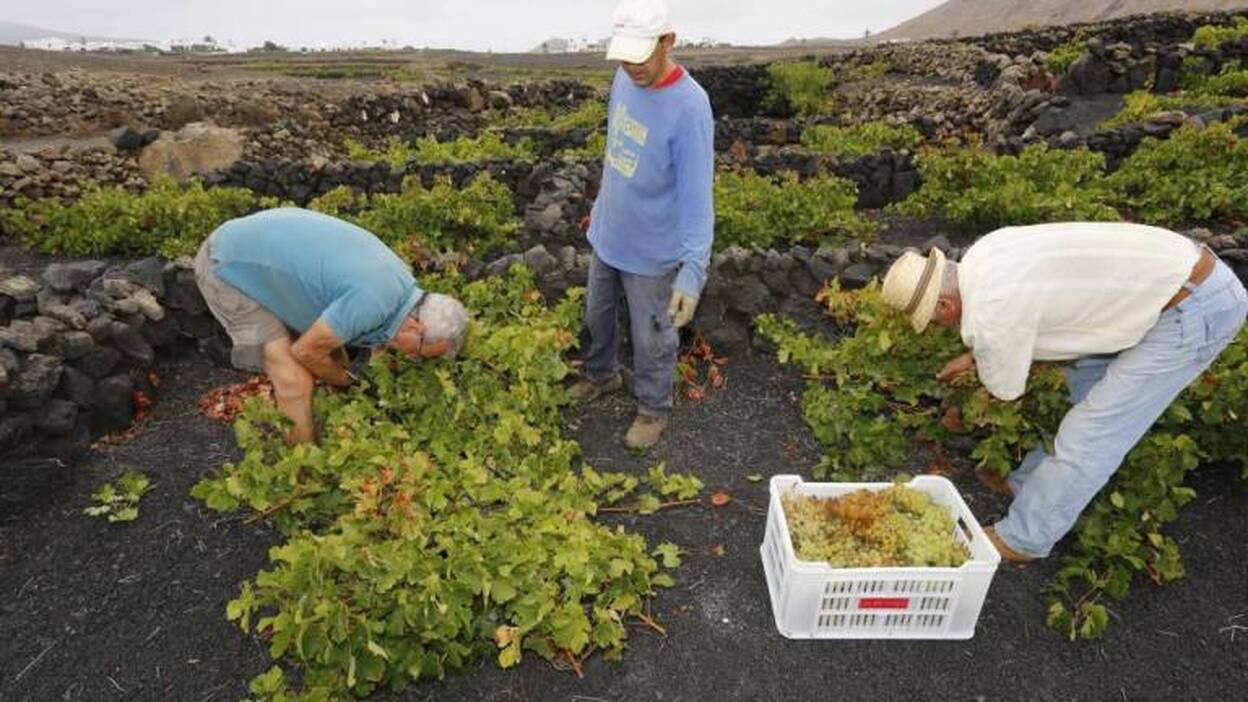 Los viticultores piden precios acordes a su labor paisajística