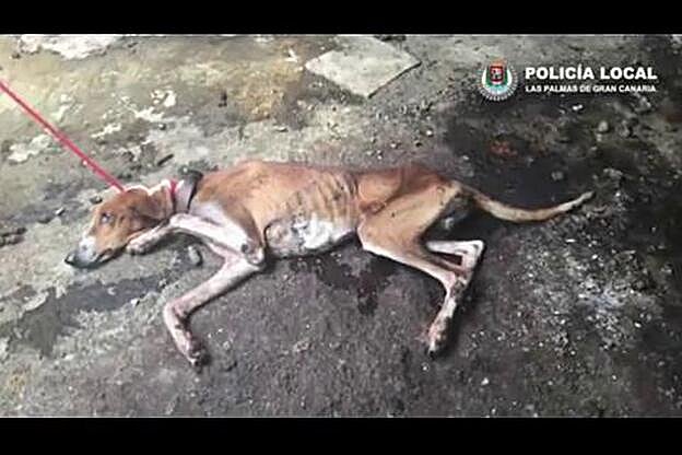 Denunciado por abandonar a sus cuatro perros