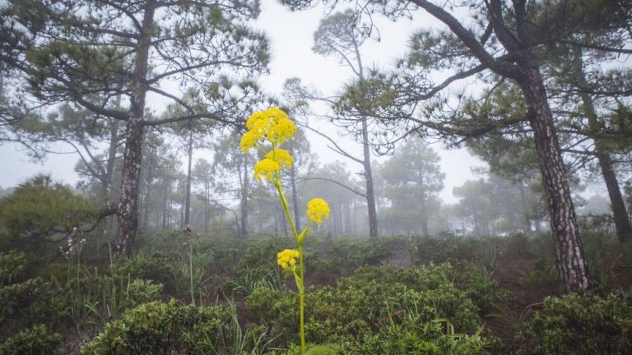 Prohibido acampar y hacer fuego en Tamadaba