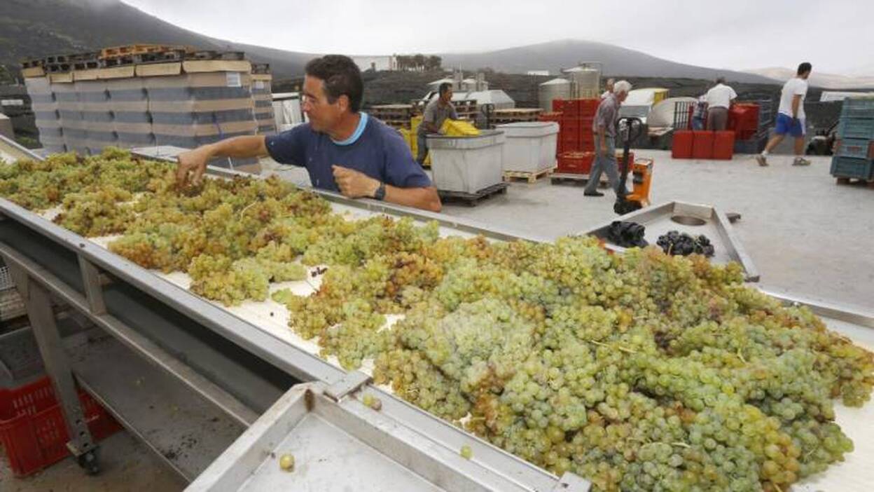Arranca la cosecha, que dará 3 millones de kilos para 16 bodegas