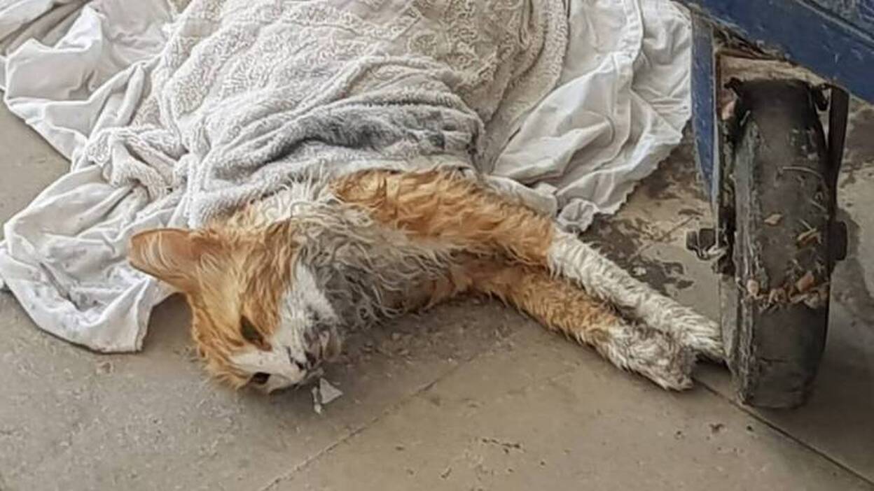 Envenenamiento masivo de gatos en Mogán