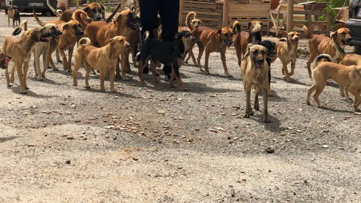 60 perros buscan dueño en Telde