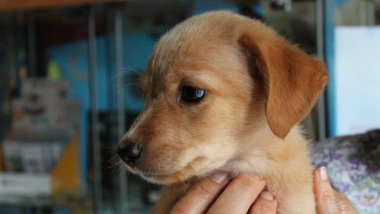 Los ayuntamientos no dan alternativas al abandono animal