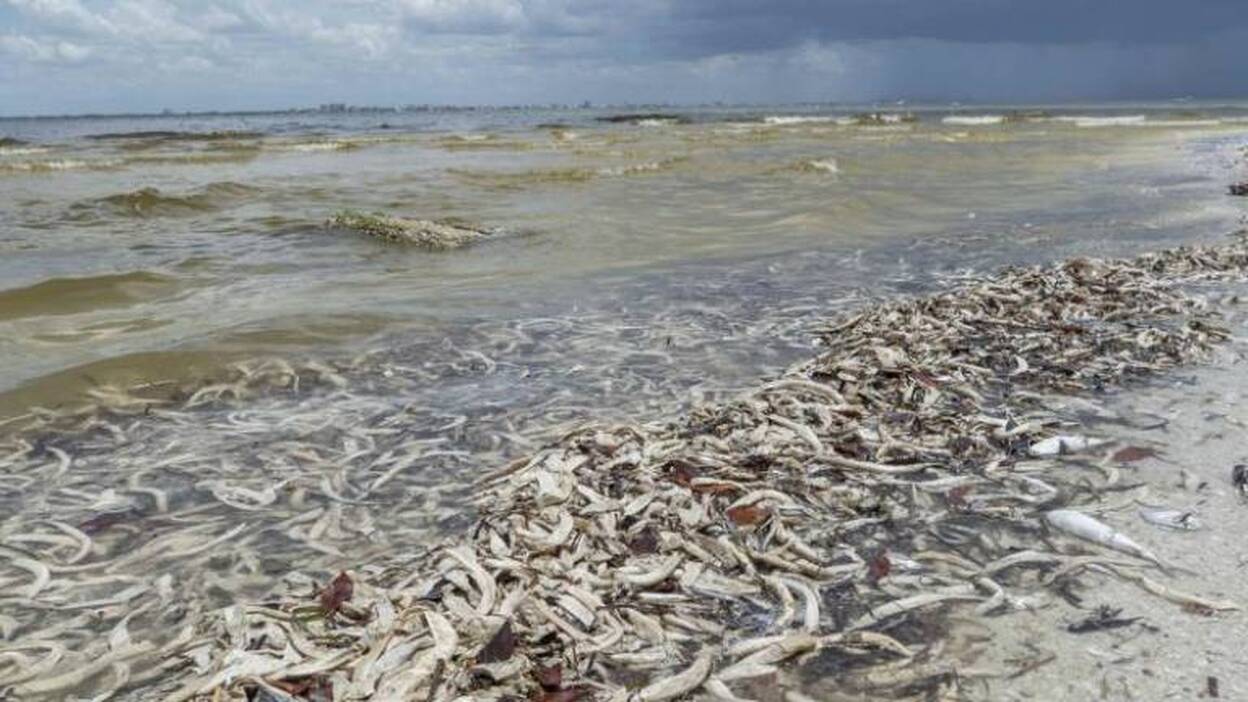 Una «marea roja» alcanza ya 233 kilómetros en la costa de Florida