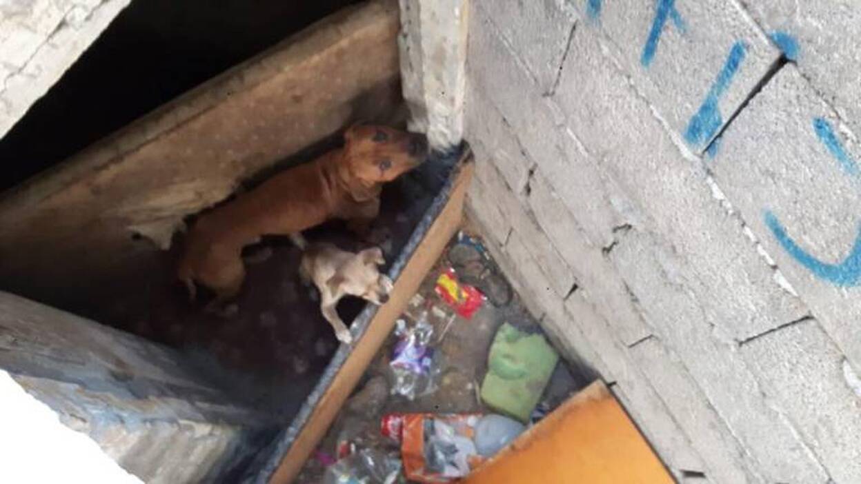 Rescatados dos perros abandonados en Los Llanos