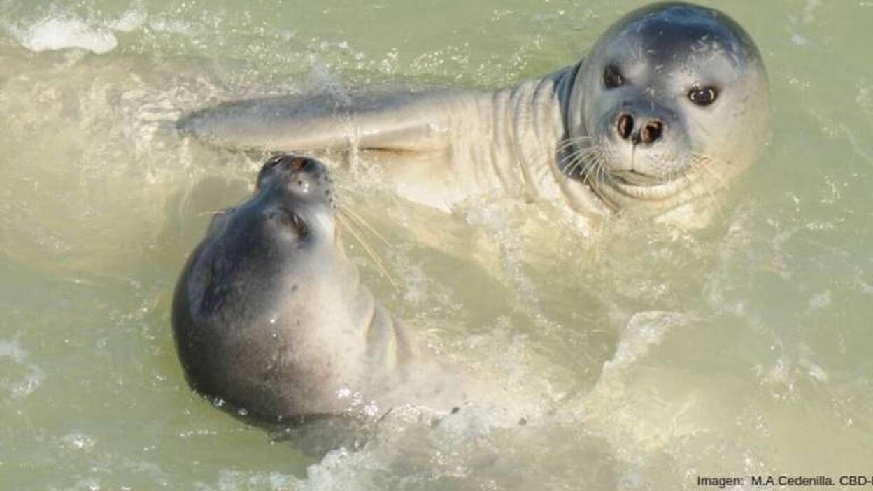 La foca monje regresa a Fuerteventura en 2019