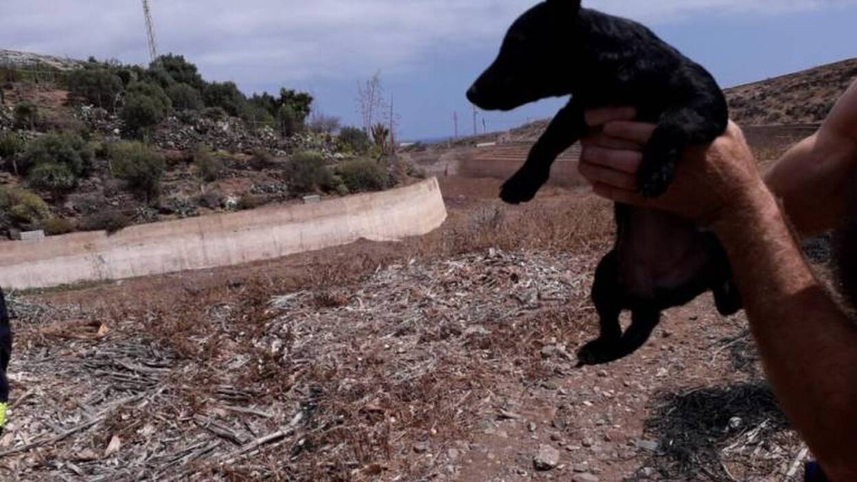 Rescatan dos cachorros arrojados a una presa