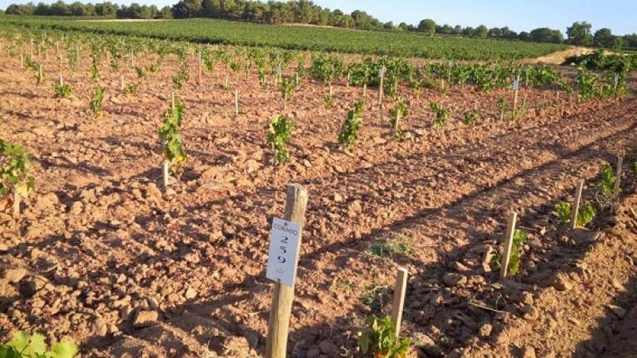 De Bodegas Roda a La Horra, una magistral evolución