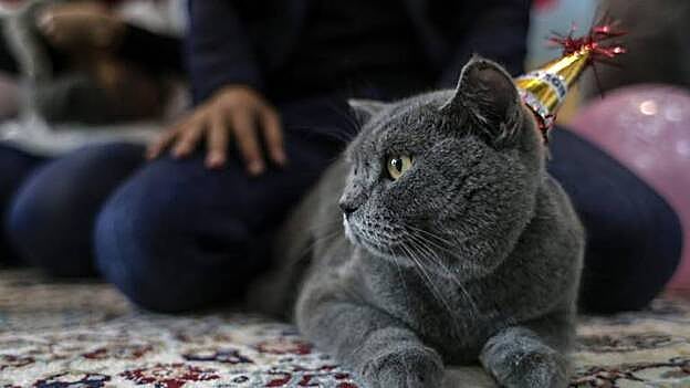 París se apunta a la moda de los cafés de gatos