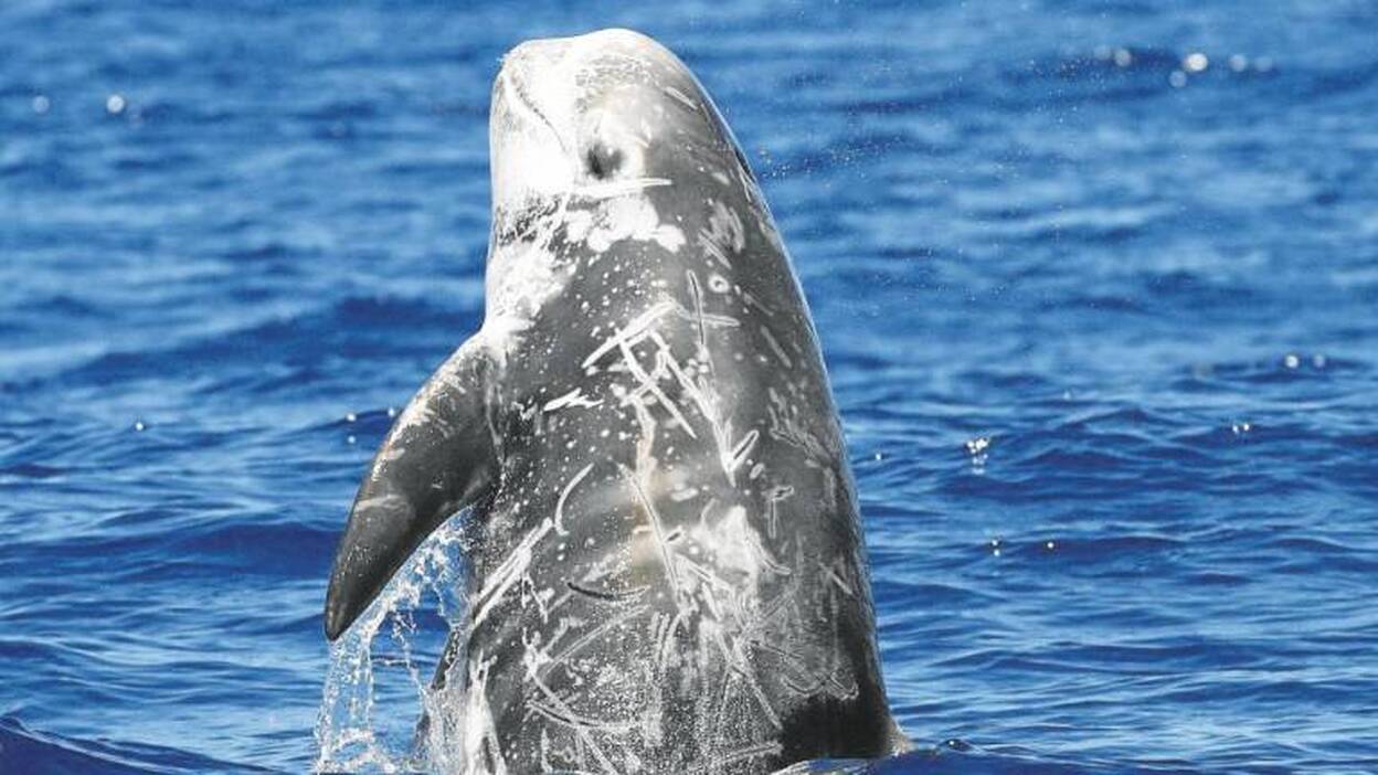 El calderón gris, como en casa