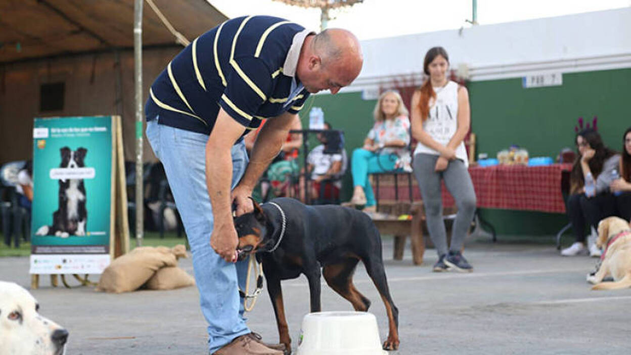 Talleres de adiestramiento animal en Puerto del Rosario