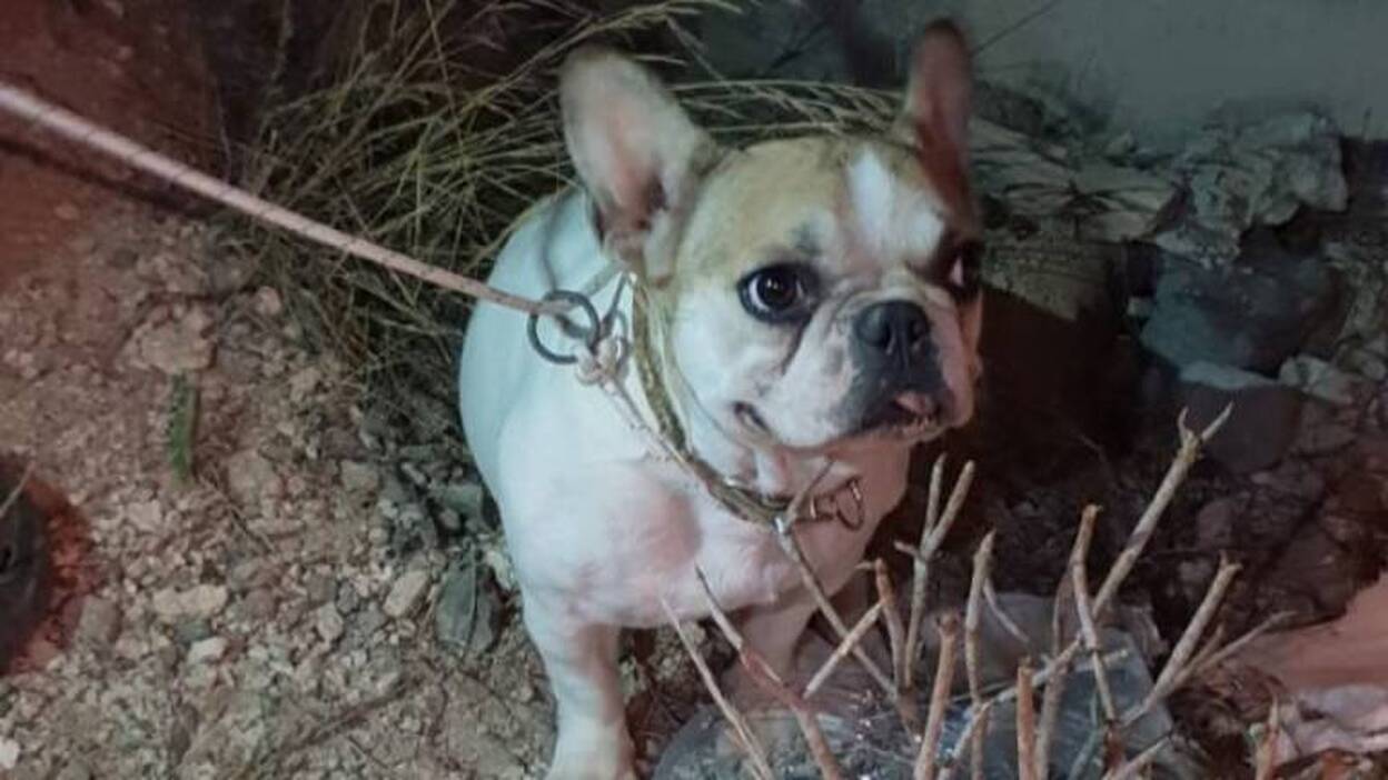 Encontrado en Tafira por la Policía Local