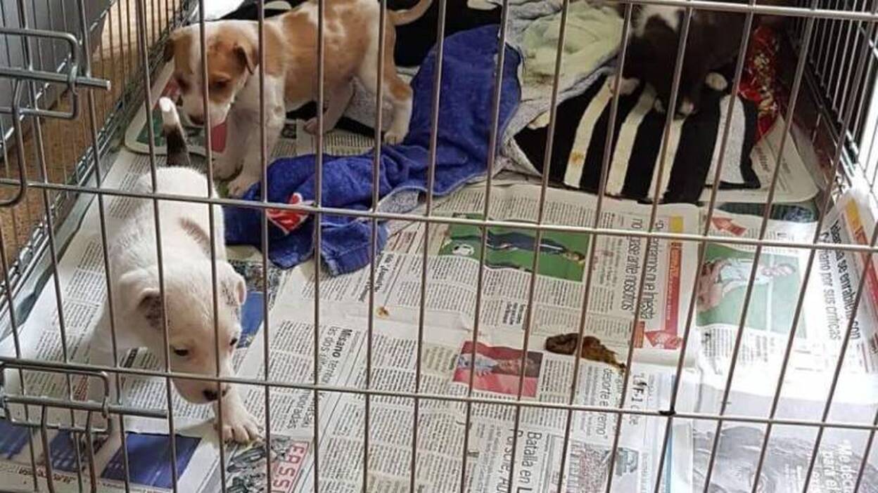 Abandonados en una caja en la puerta del CETA