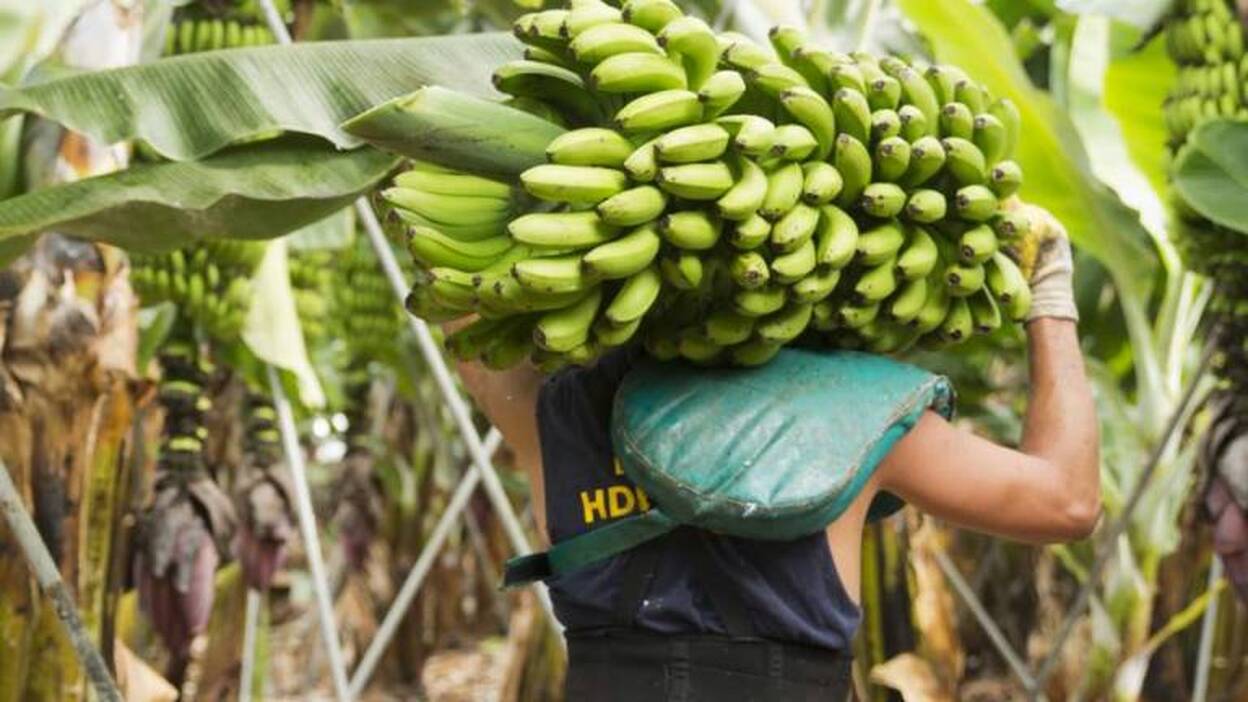 Plátano de Canarias se acredita como el plátano más sostenible del mundo