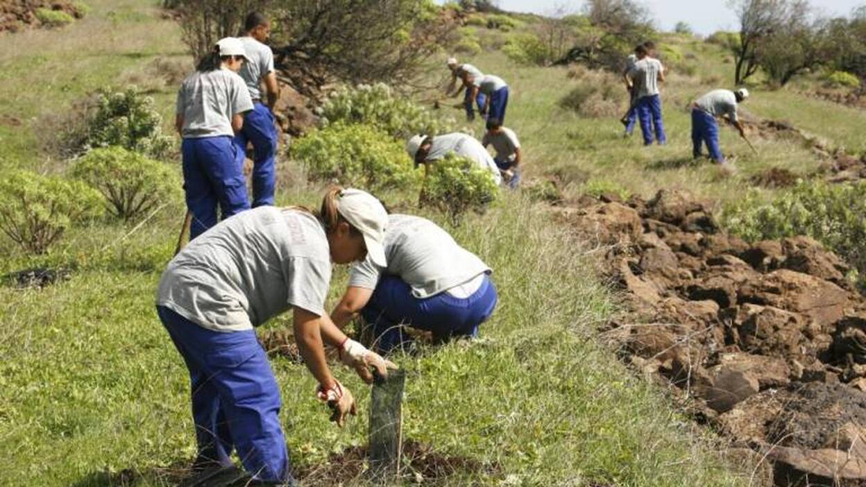 El Cabildo divide el Día del Árbol en tres para doblar participantes