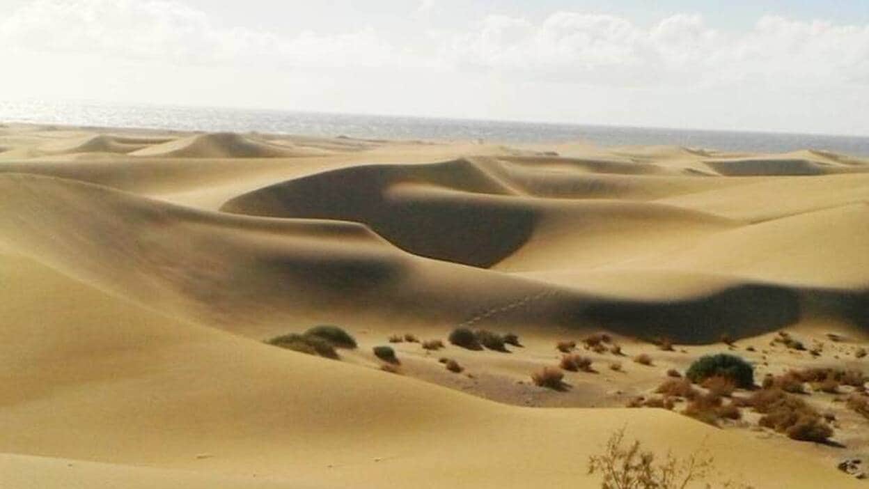 La naturaleza suma 7.000 metros cúbicos de arena a las dunas de Maspalomas