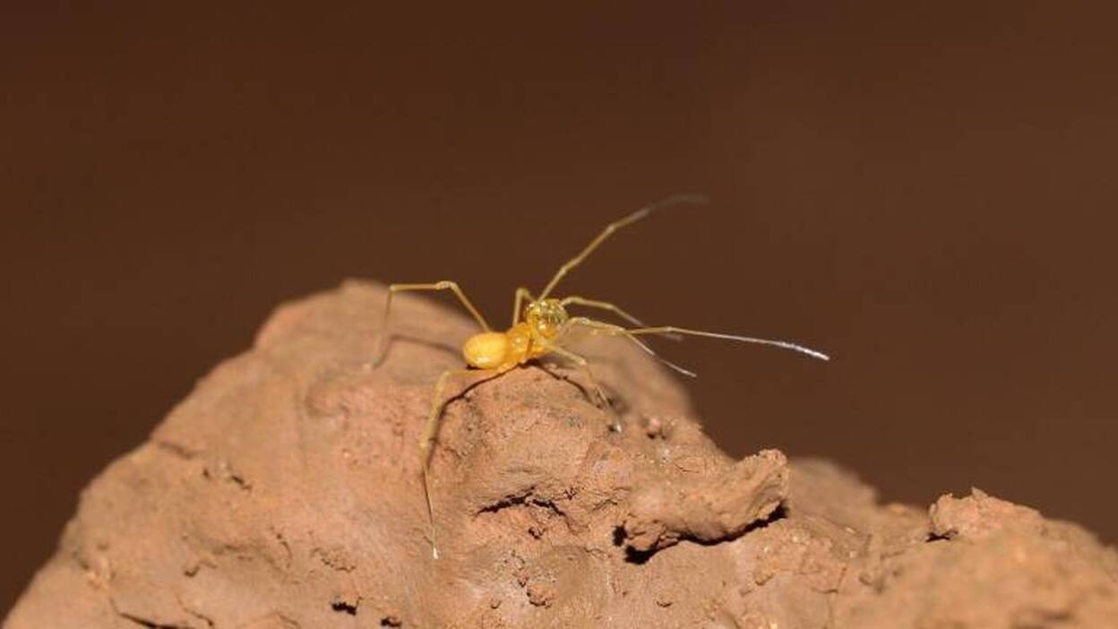Segundo plan de recuperación para un arácnido cavernícola y ciego