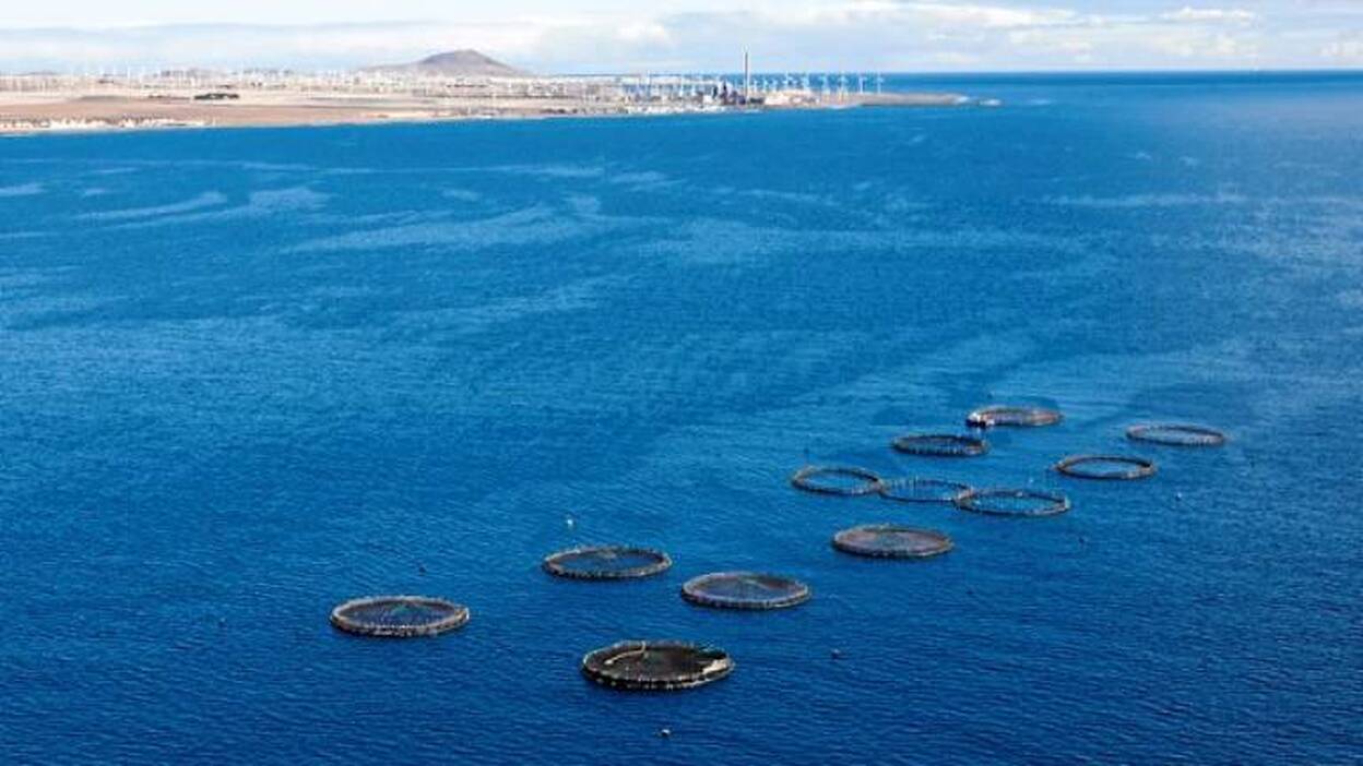 La economía azul supone el 7,5% del empleo y el 6,4% del PIB en Canarias