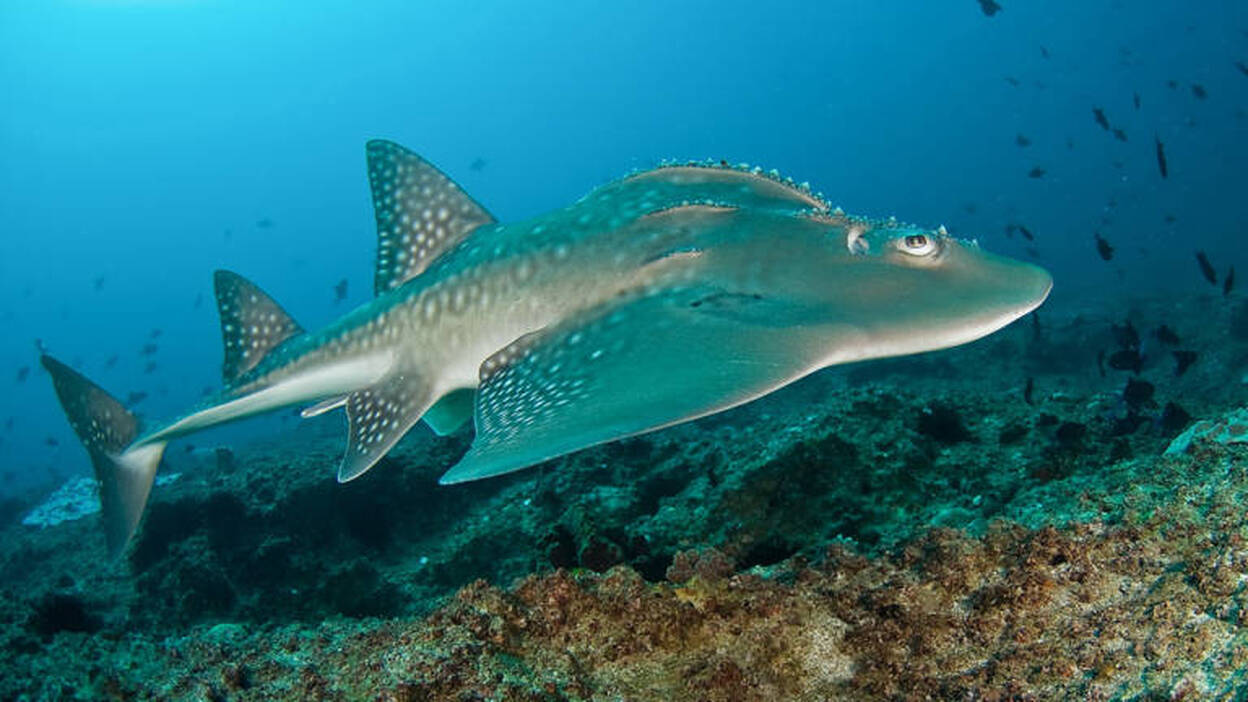 Loro Parque ayudará a estudiar por primera vez en España al tiburón raya