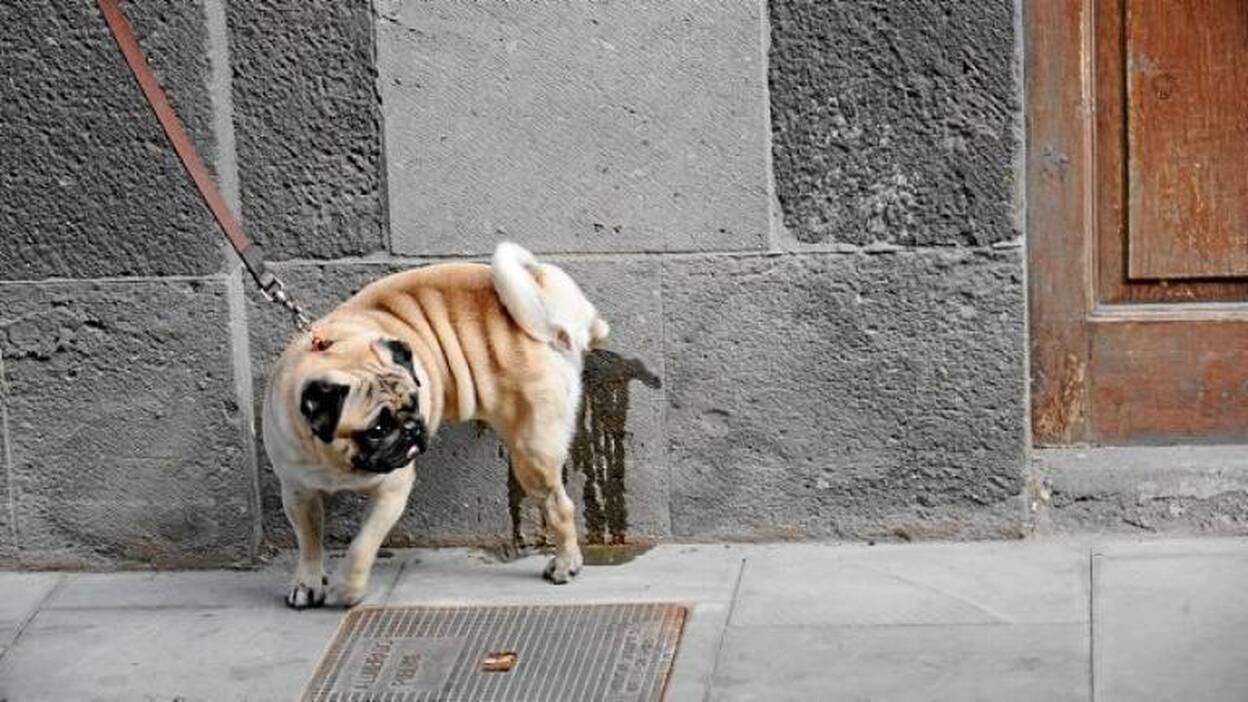 Las Palmas de Gran Canaria prohibe el uso jabón o lejía para diluir orín de animales en la calle
