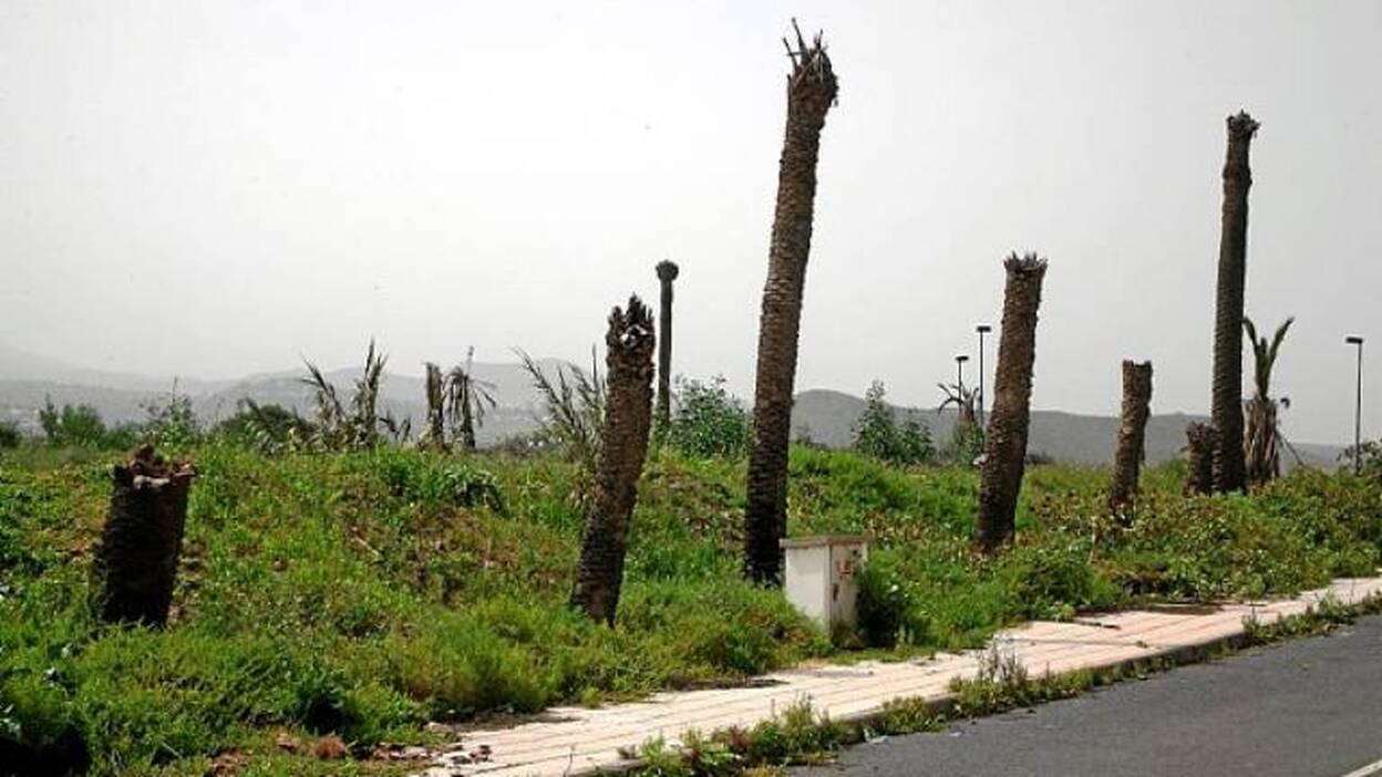 El Ayuntamiento dice que no hay que generar alarma por el picudo
