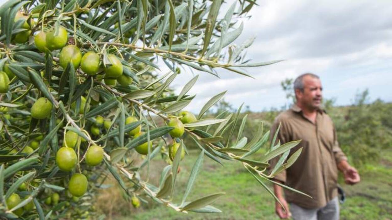 La aceituna, un  ‘Chanel nº 5’ verde