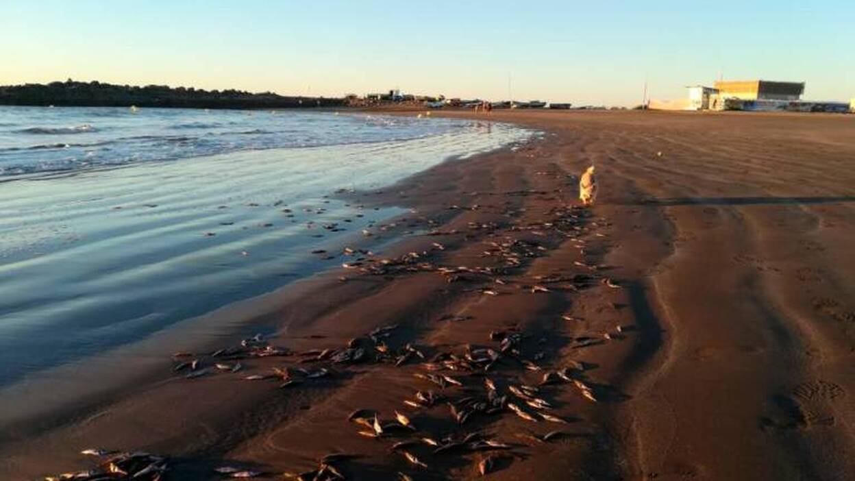 Aparecen peces muertos en la playa de Las Burras
