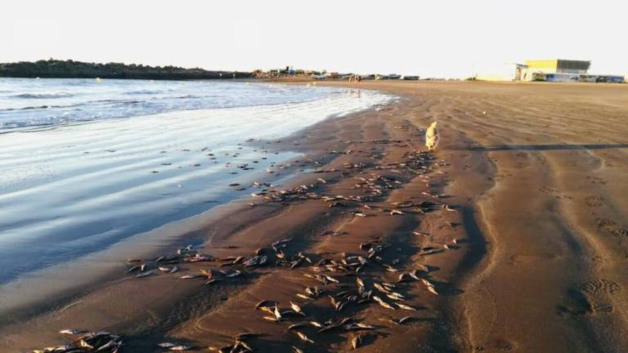 Barcos pesqueros vierten la carnada sobrante en la  playa de Las Burras