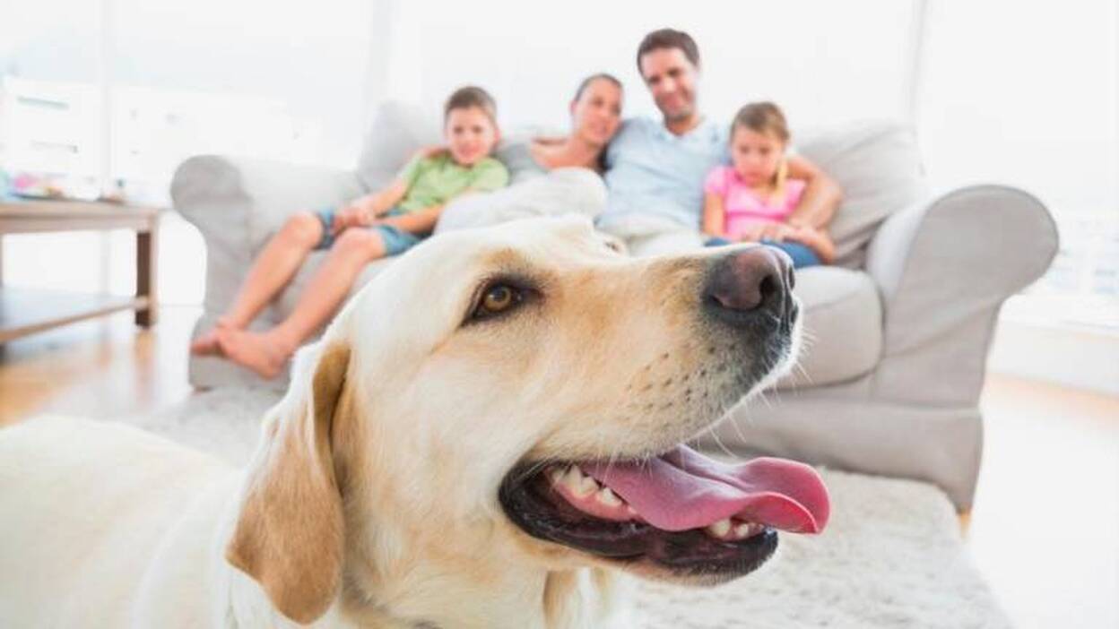 El Congreso empieza las negociaciones para que los animales dejen de ser 'cosas'