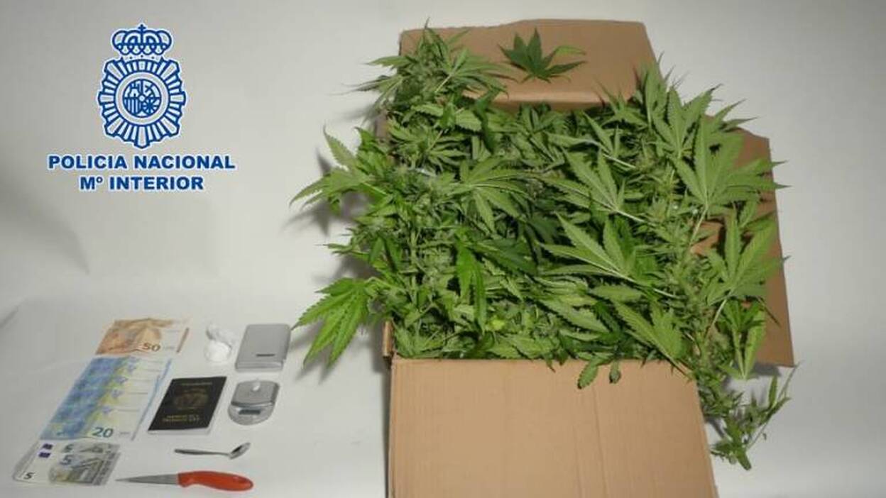 Desmantelada una plantación de marihuana en Arrecife