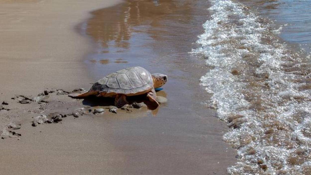 Poema del Mar devuelve una tortuga al océano en la playa de Las Canteras