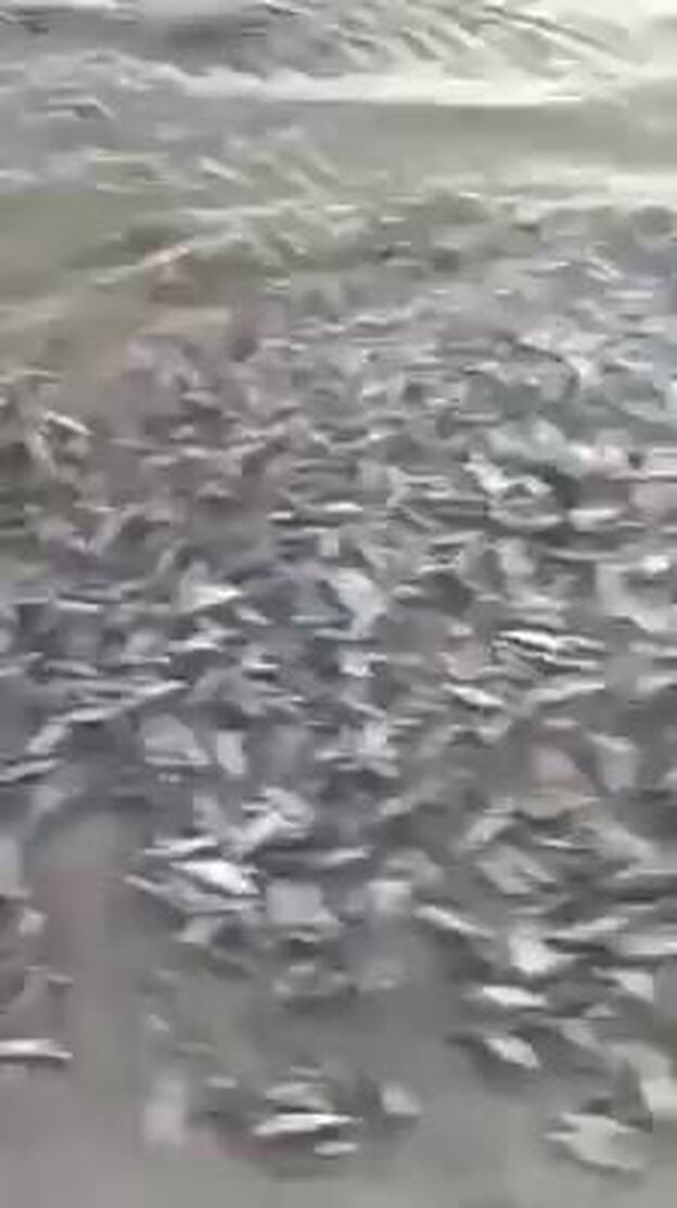 Aparecen más peces muertos en Maspalomas