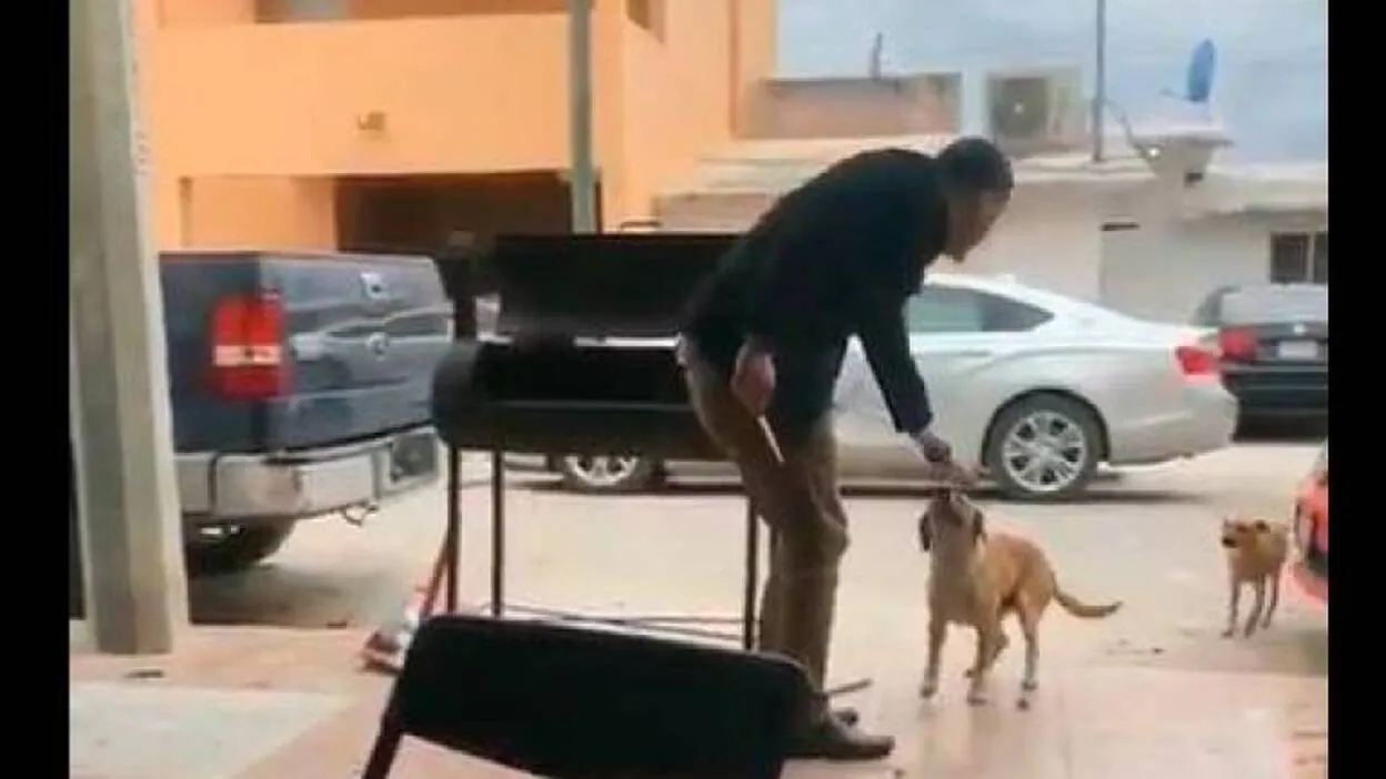 Apuñala a un perro y las redes lo condenan