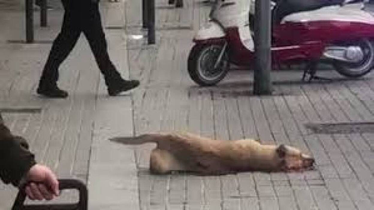 El Ayuntamiento de Barcelona justifica que el agente disparase a la perra