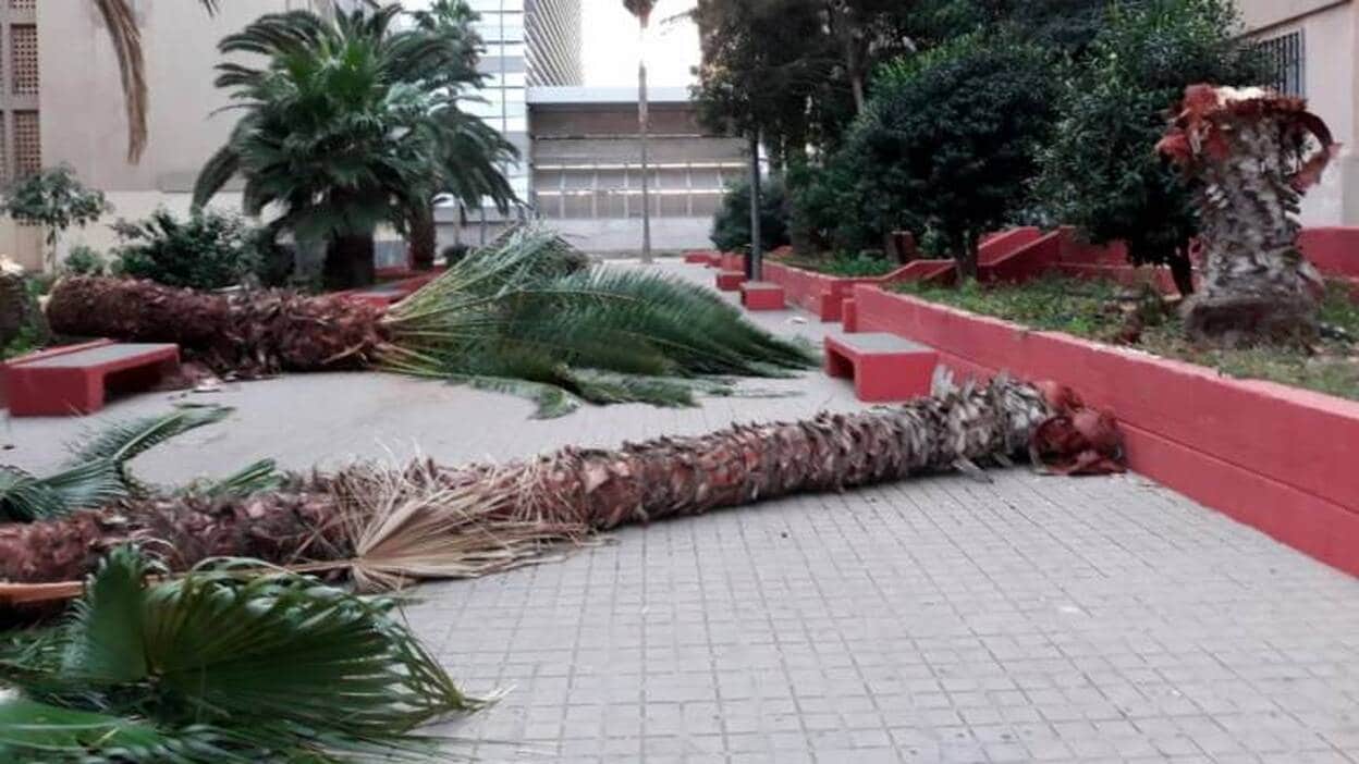 Varias palmeras caen en la Vega de San José