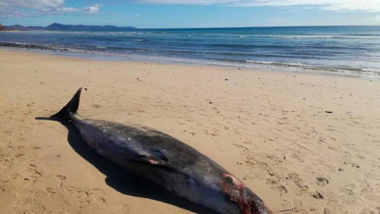 Aparece varado un zifio en Jandía