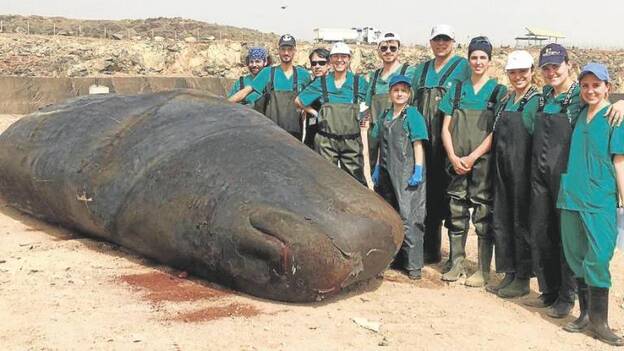 Un barco grande y rápido causó los cortes al cachalote varado en Telde