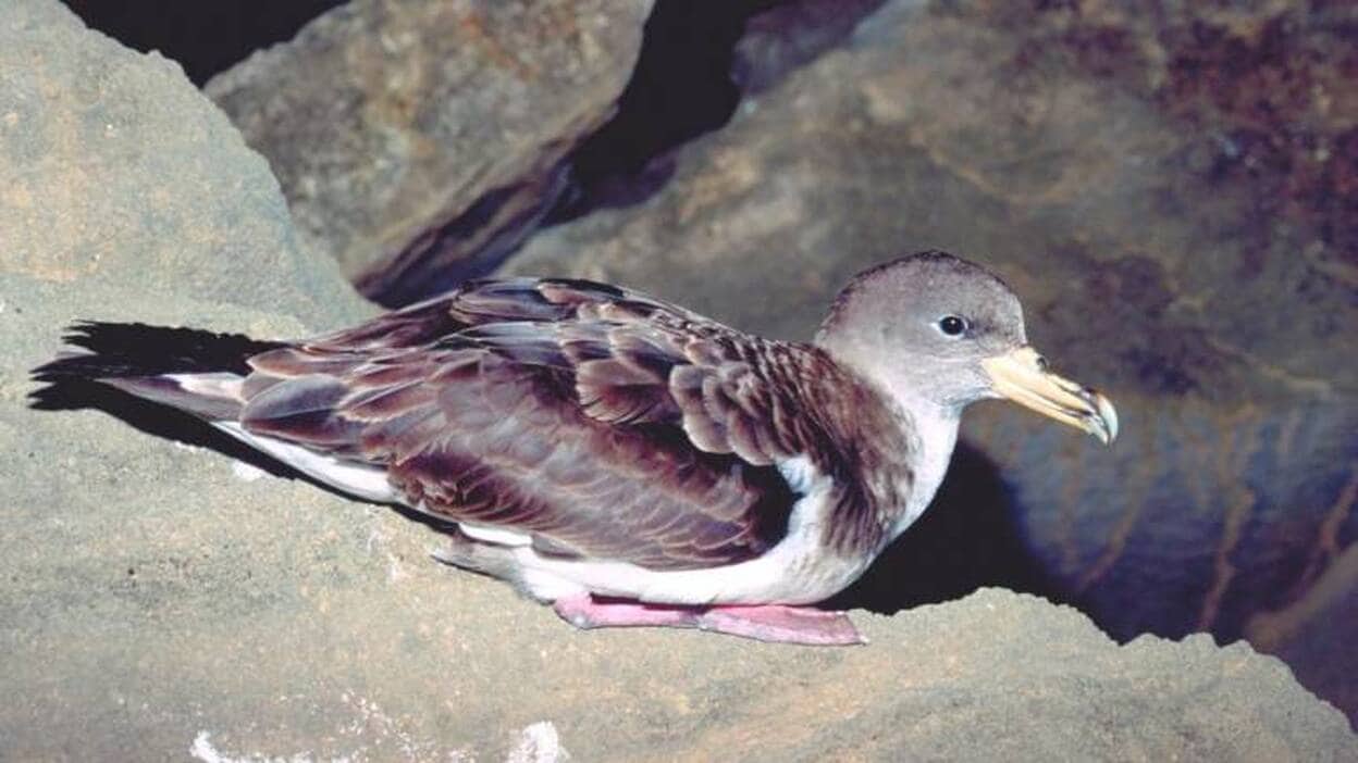 La pardela cenicienta es el ave marino más amenzado por el plástico