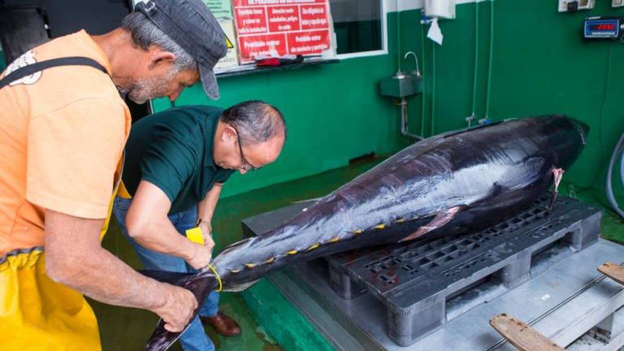 Más atún rojo para los pescadores de las cofradías de Mogán