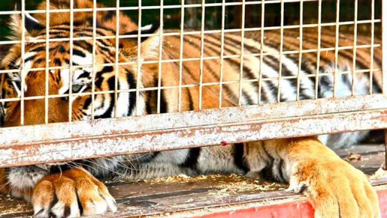 La capital grancanaria prohíbe los circos con animales