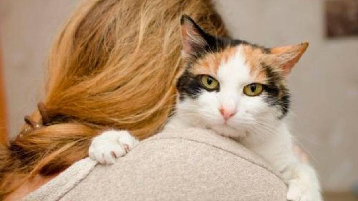 Los gatos contraen la inestabilidad emocional de sus dueños