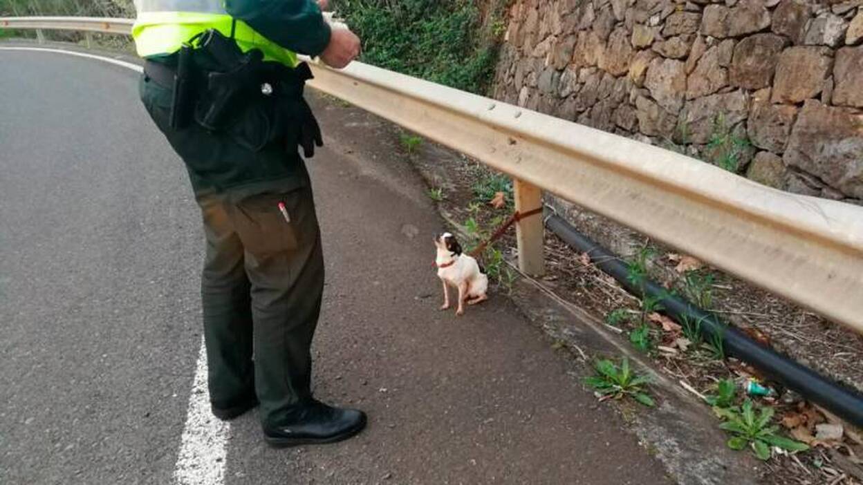Abandonan un perro atado a una valla en Teror