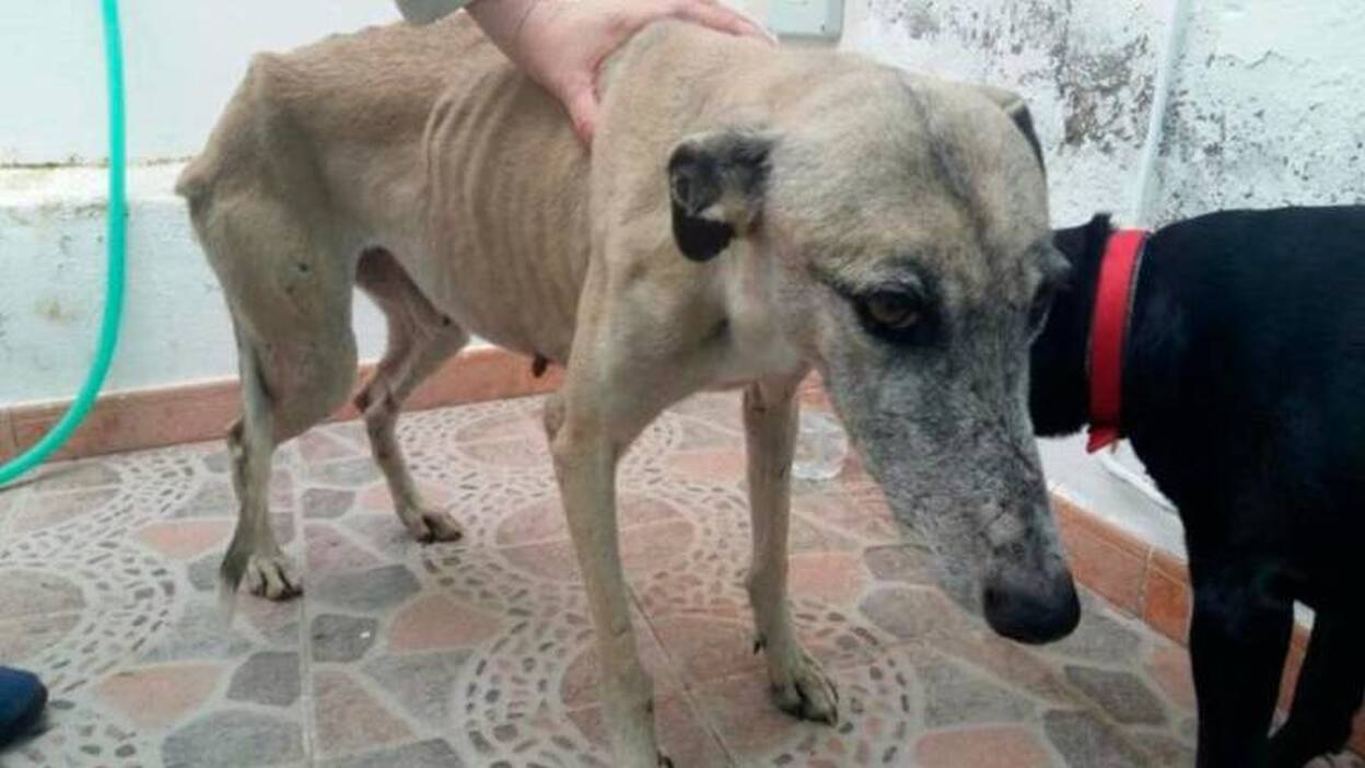 La cruda realidad de los galgos