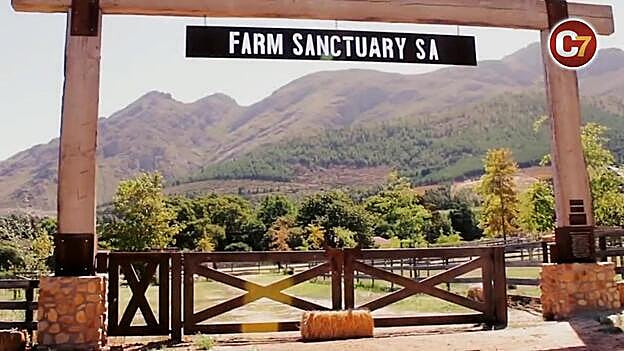 Pigcasso, la cerdita artista