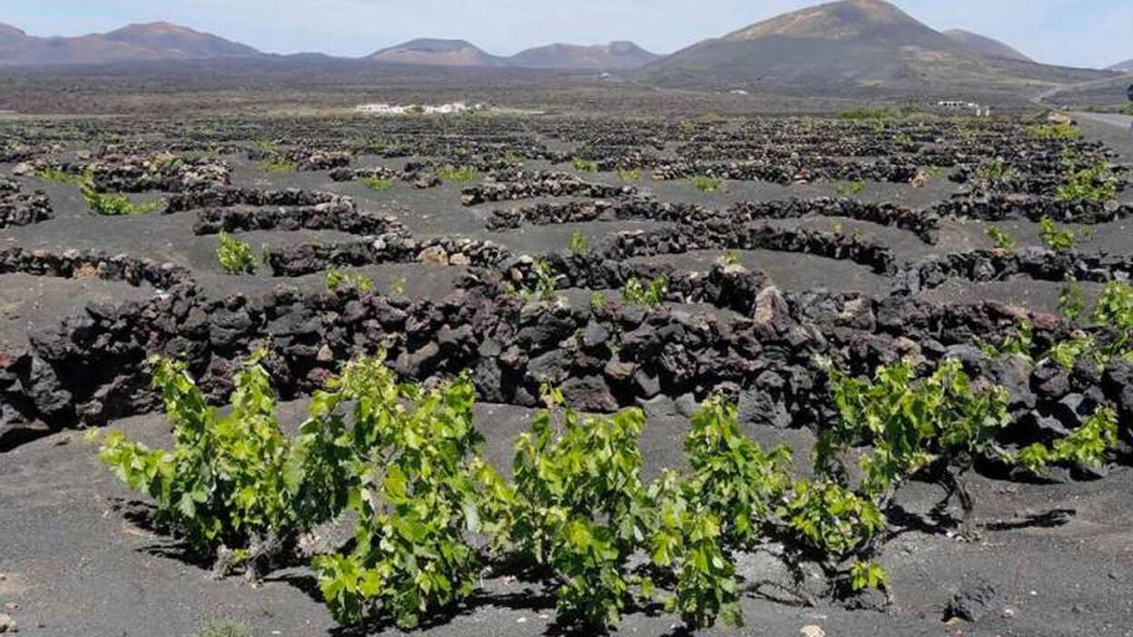 Vino de Canarias:  Un regalo de Las Afortunadas
