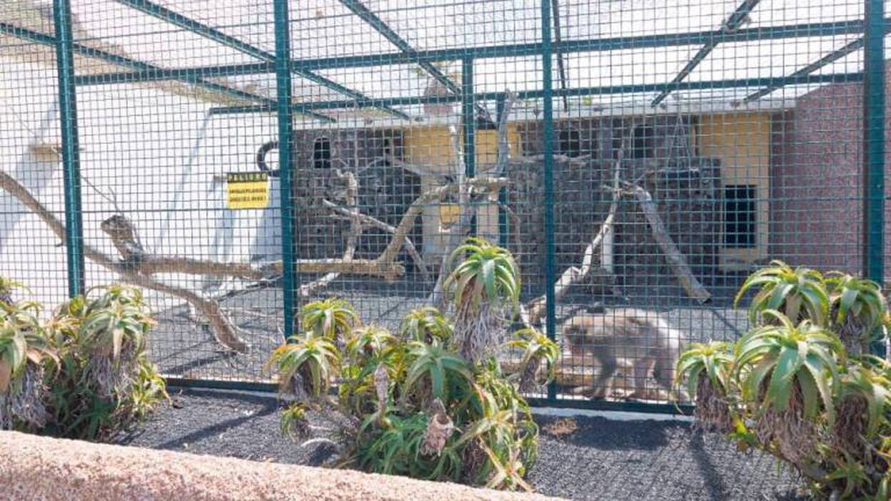 En busca de hogar para el macaco