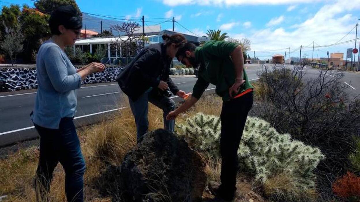 Hallan una nueva planta invasora en La Palma
