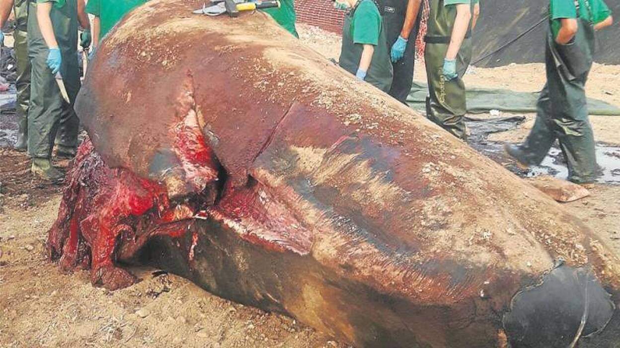 Reclaman medidas urgentes para frenar el atropello de cetáceos