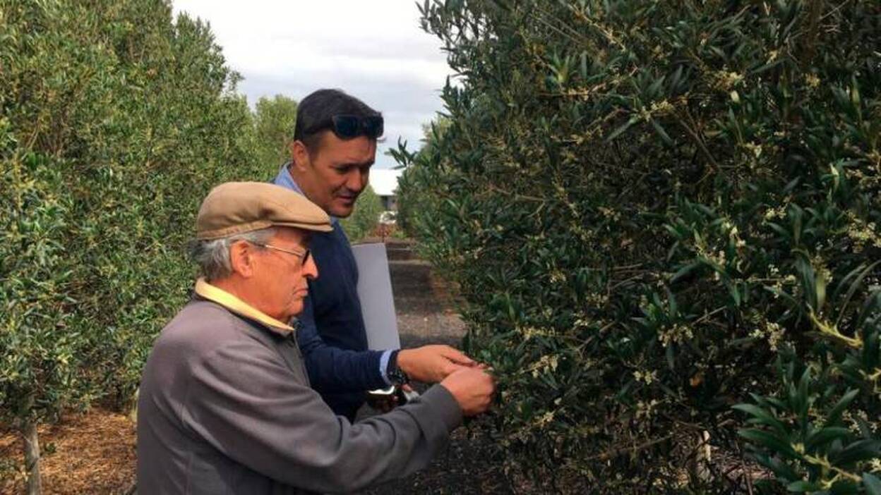 El milagro del buen aceite es  también posible