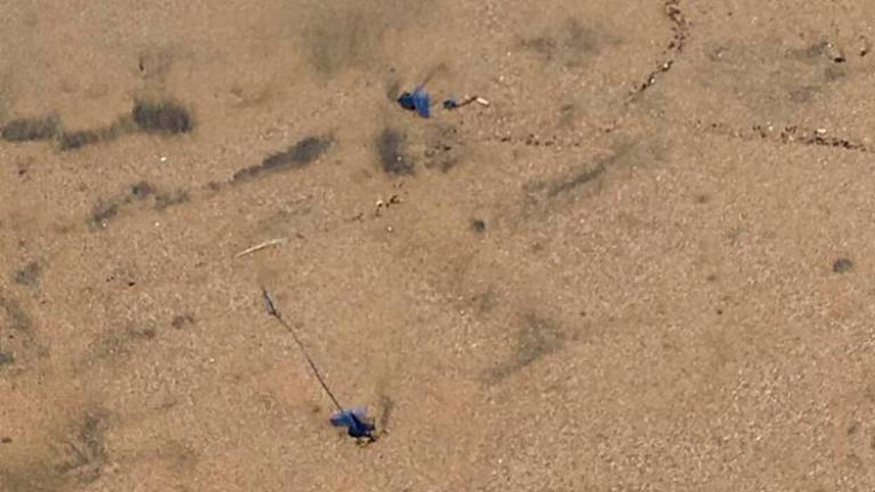 Desaconsejan el baño en Las Canteras por aguavivas